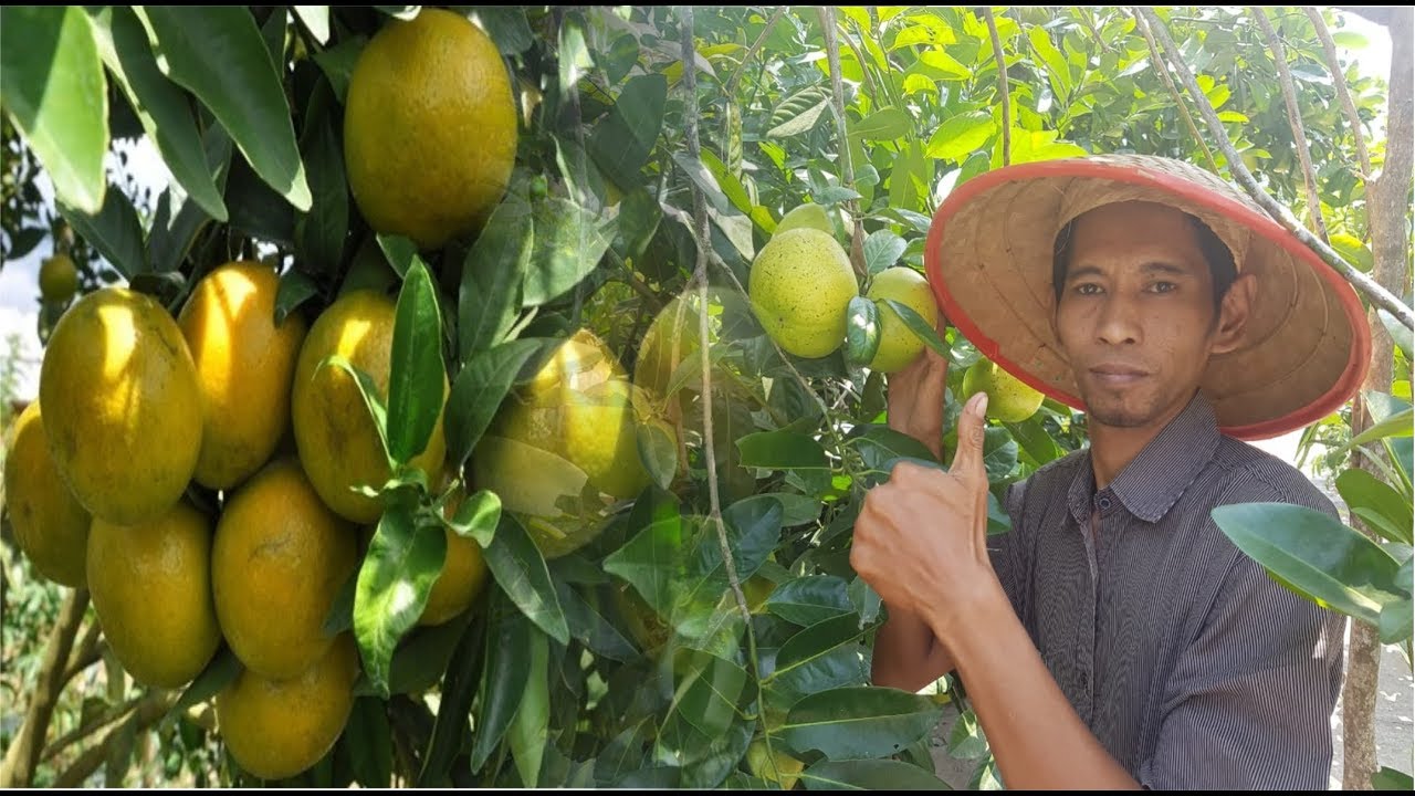 Cara Menanam Jeruk Manis Cepat Berbuah Yang Efisien Bagi Pemula
