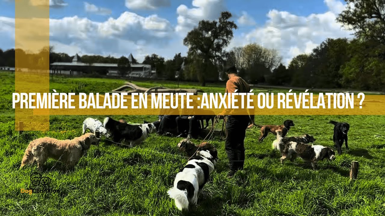 Première balade en meute pour Baka : de l’anxiété… à la confiance ?