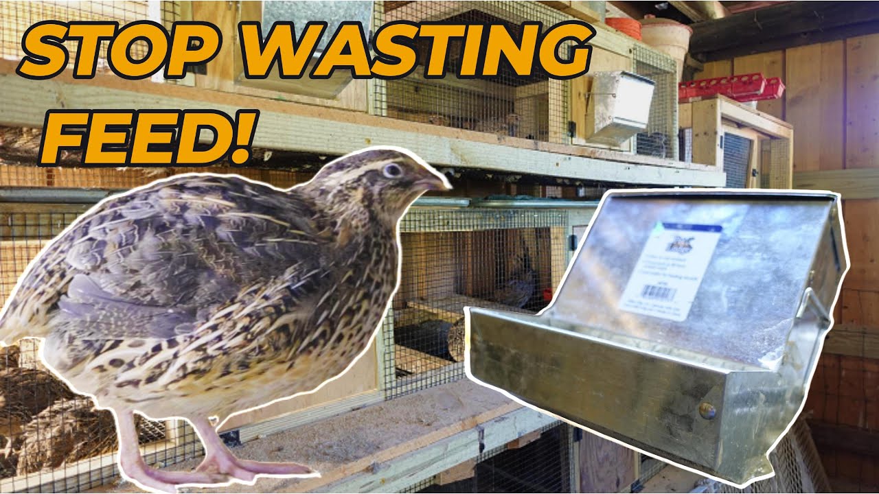 The Best Quail Feeder That Will Save You Money!