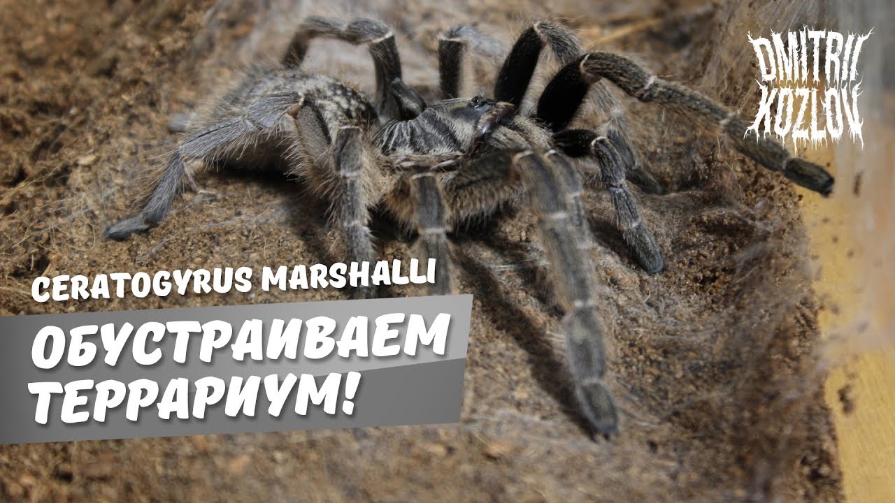 Обустройство террариума для паука Ceratogyrus marshalli