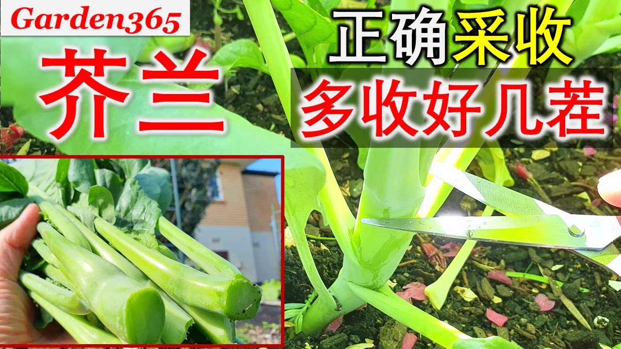 【芥兰种植】芥兰采摘很有讲究，注意这2点，还能多收好几茬
