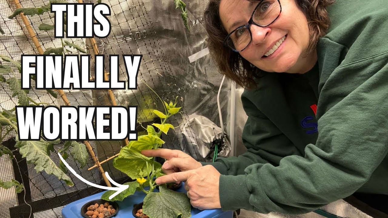 Growing Cucumbers Indoors in Cold Climates (Finally Works!)