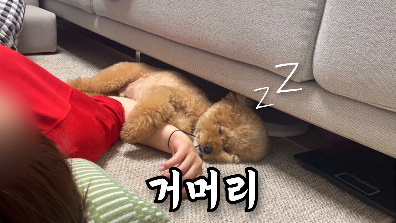 강아지가 주인 팔을 꽉 안고 자는 이유