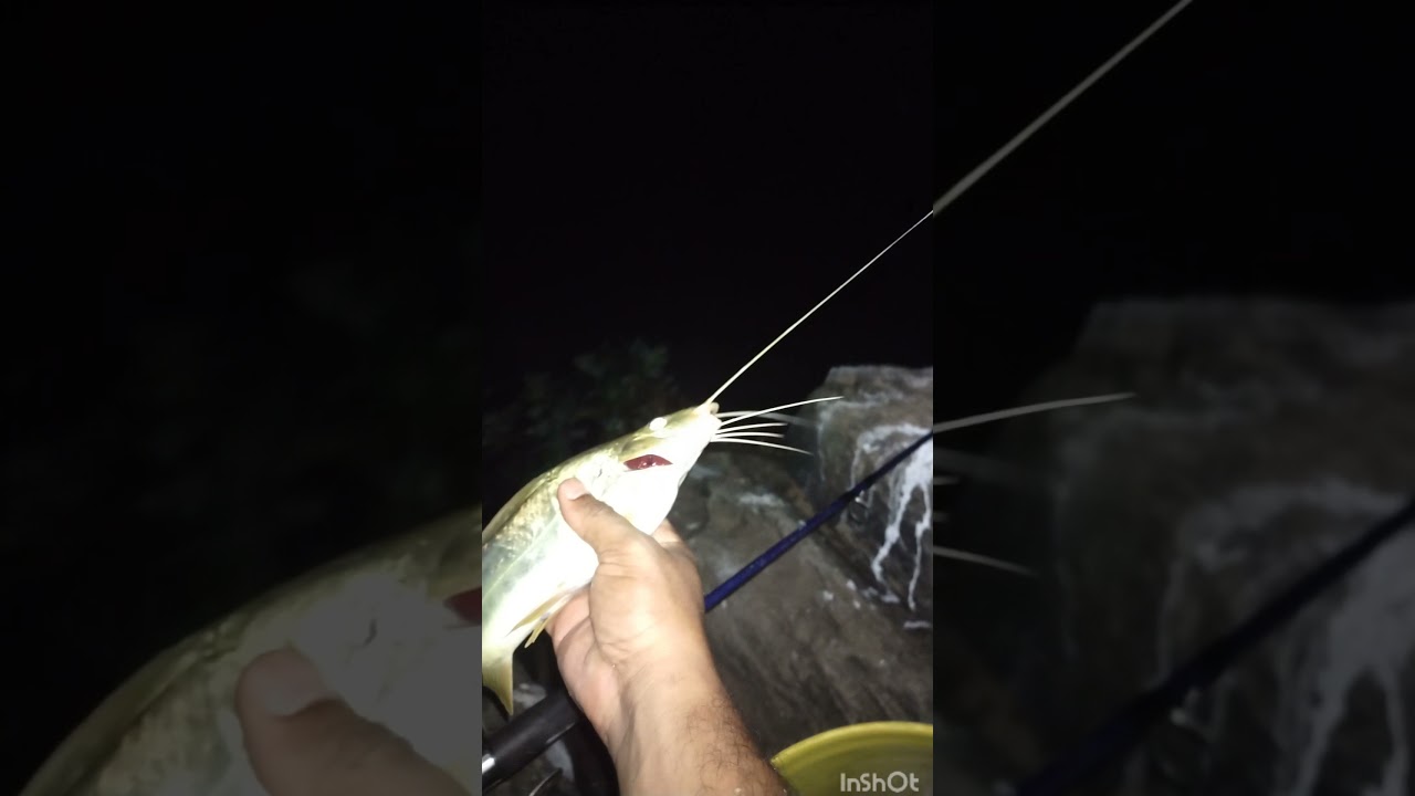 pegando isca para pescar mandi