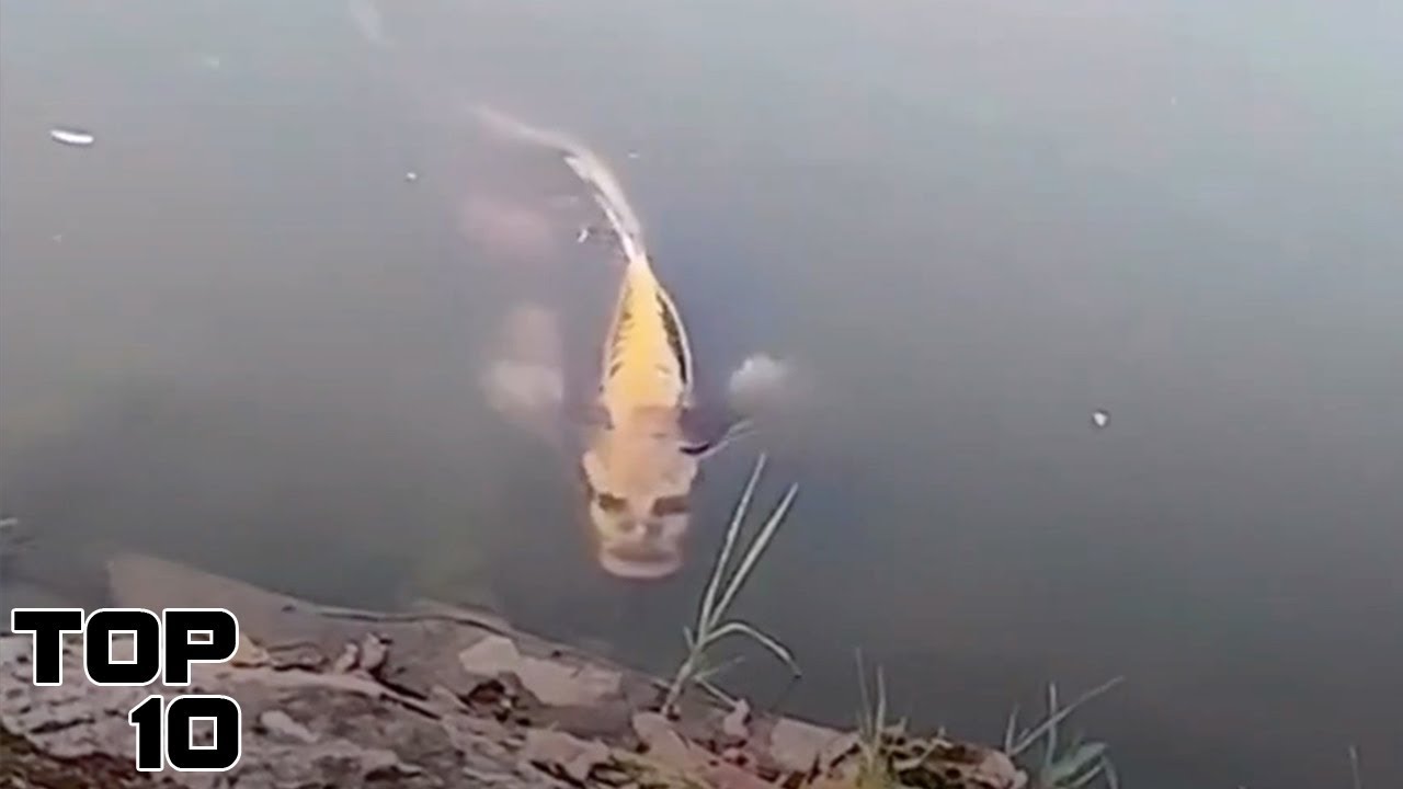 Top 10 Scary Animals Hybrids Caught On Camera
