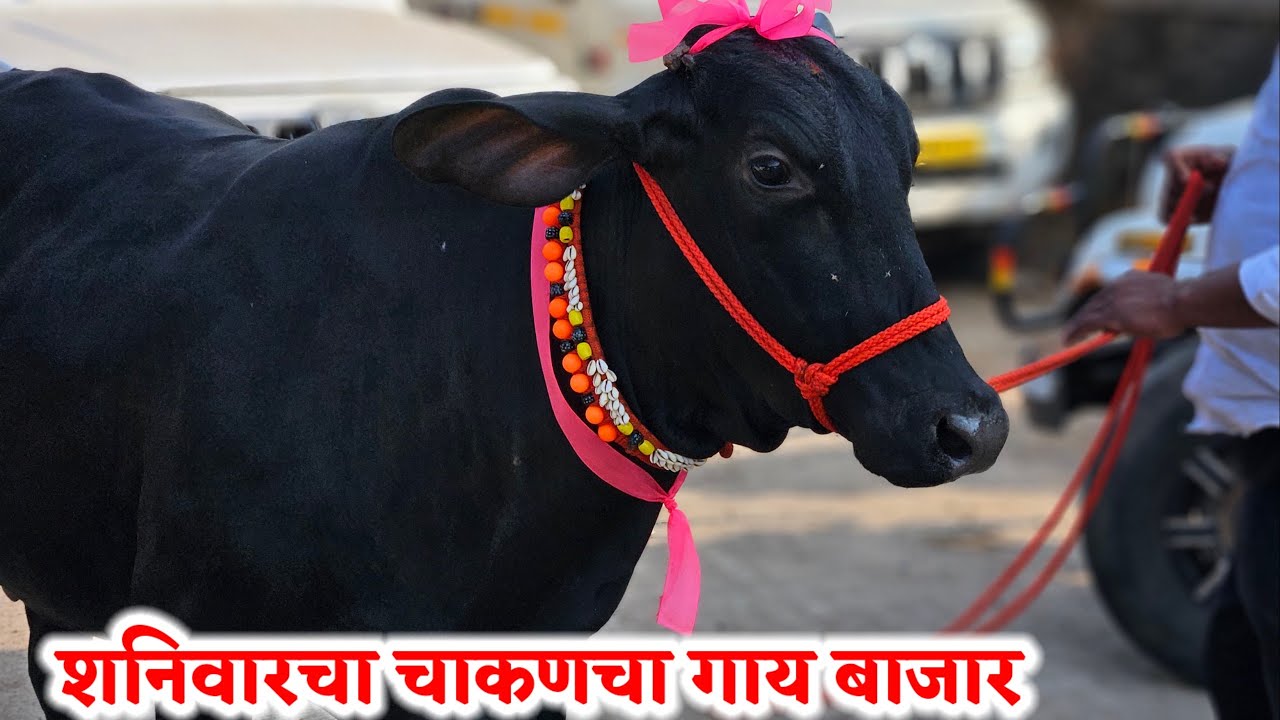 शनिवारचा चाकणचा गाय बाजार,,दि-‌14/02/2026…Chakan cow Bajar..चाकणचा गाय बाजार...#Chakan