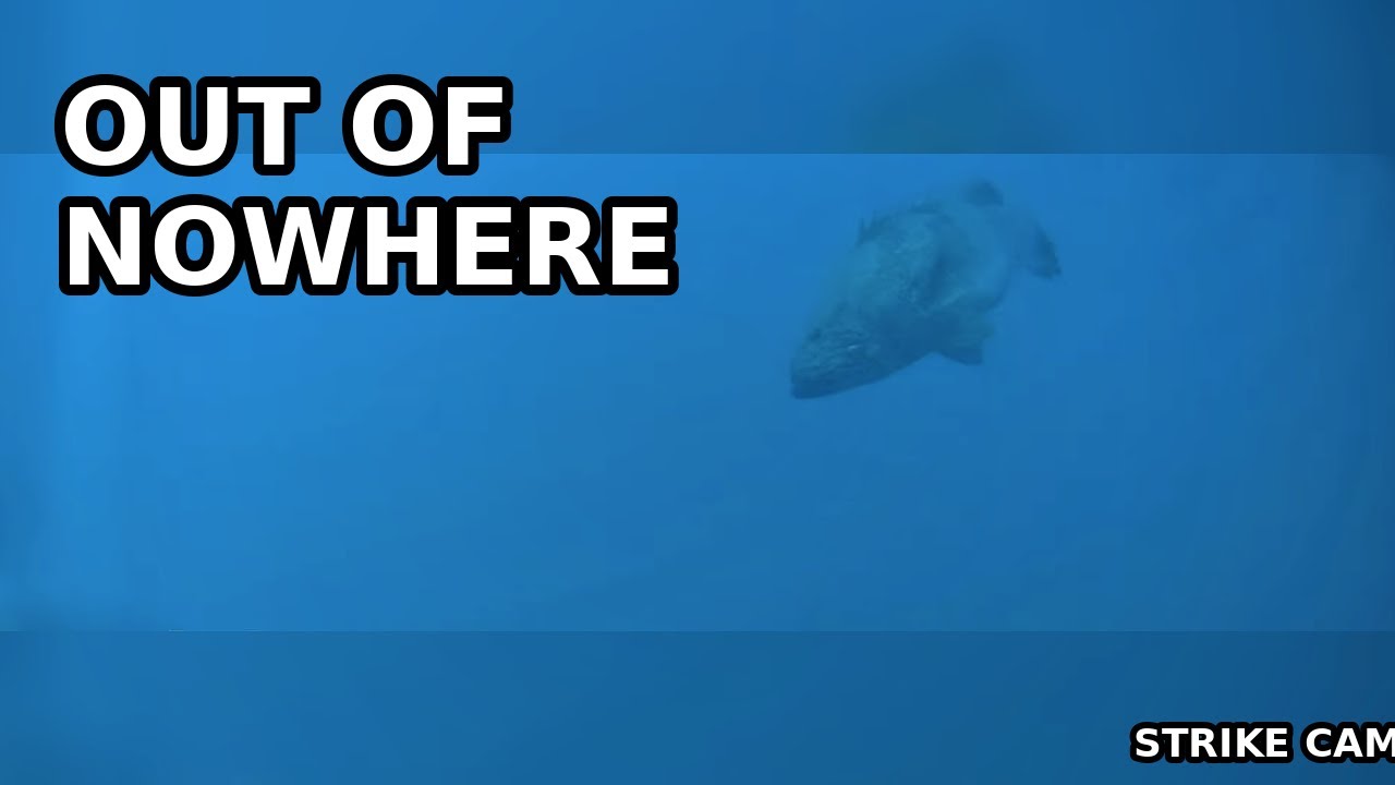 Out of Nowhere… A BIG Fish Appeared (Strike Cam GBR)