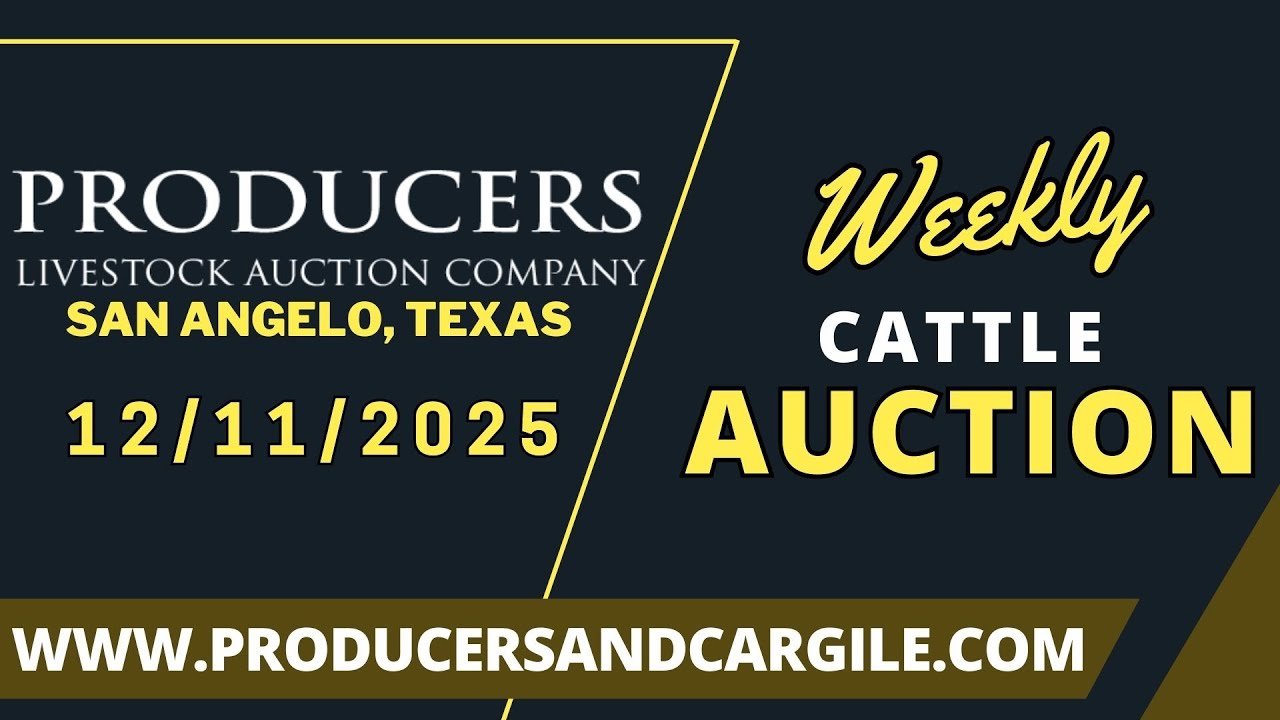 12/11/2025 - Cattle Auction - Producers Livestock Auction Company