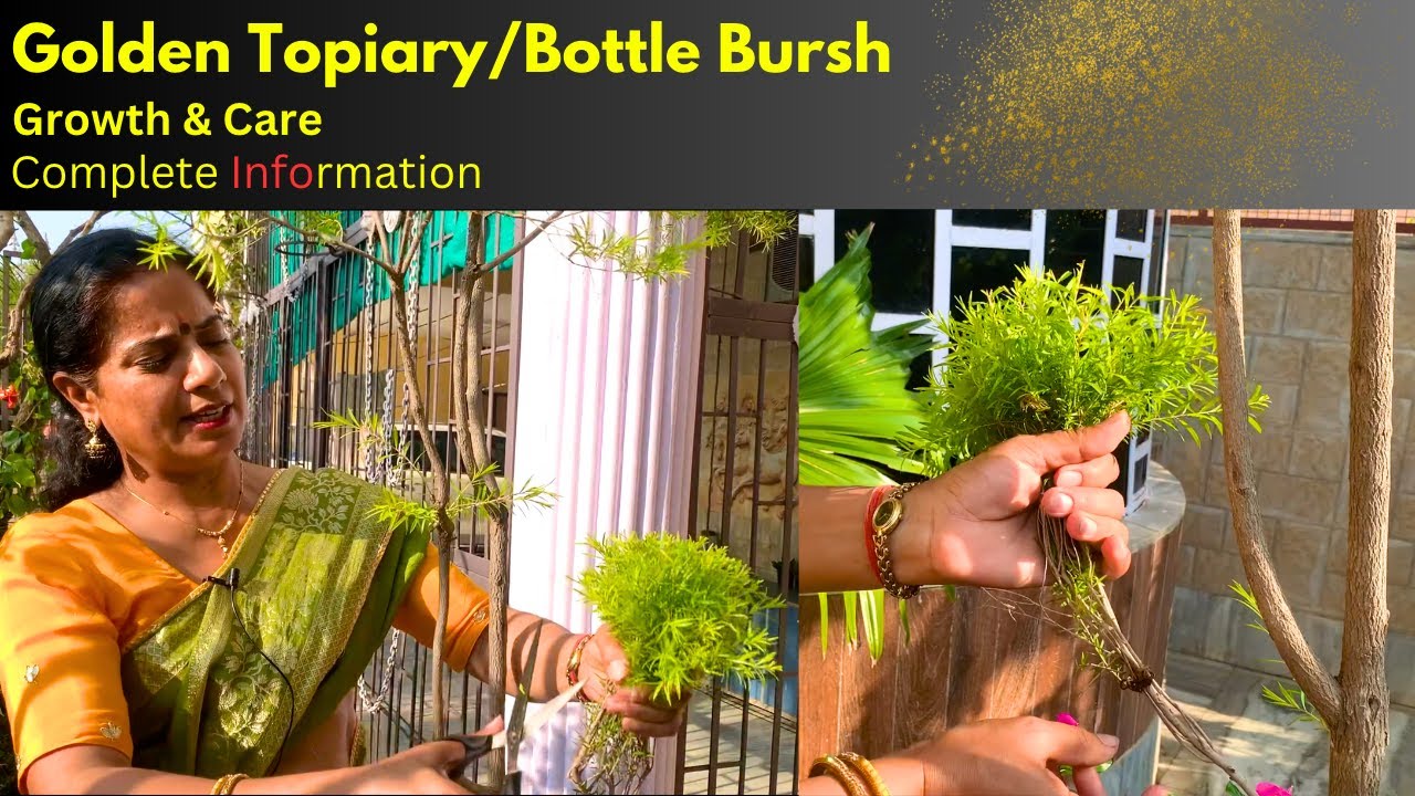 Beautiful Golden Topiary | Growth & Care | Complete Information