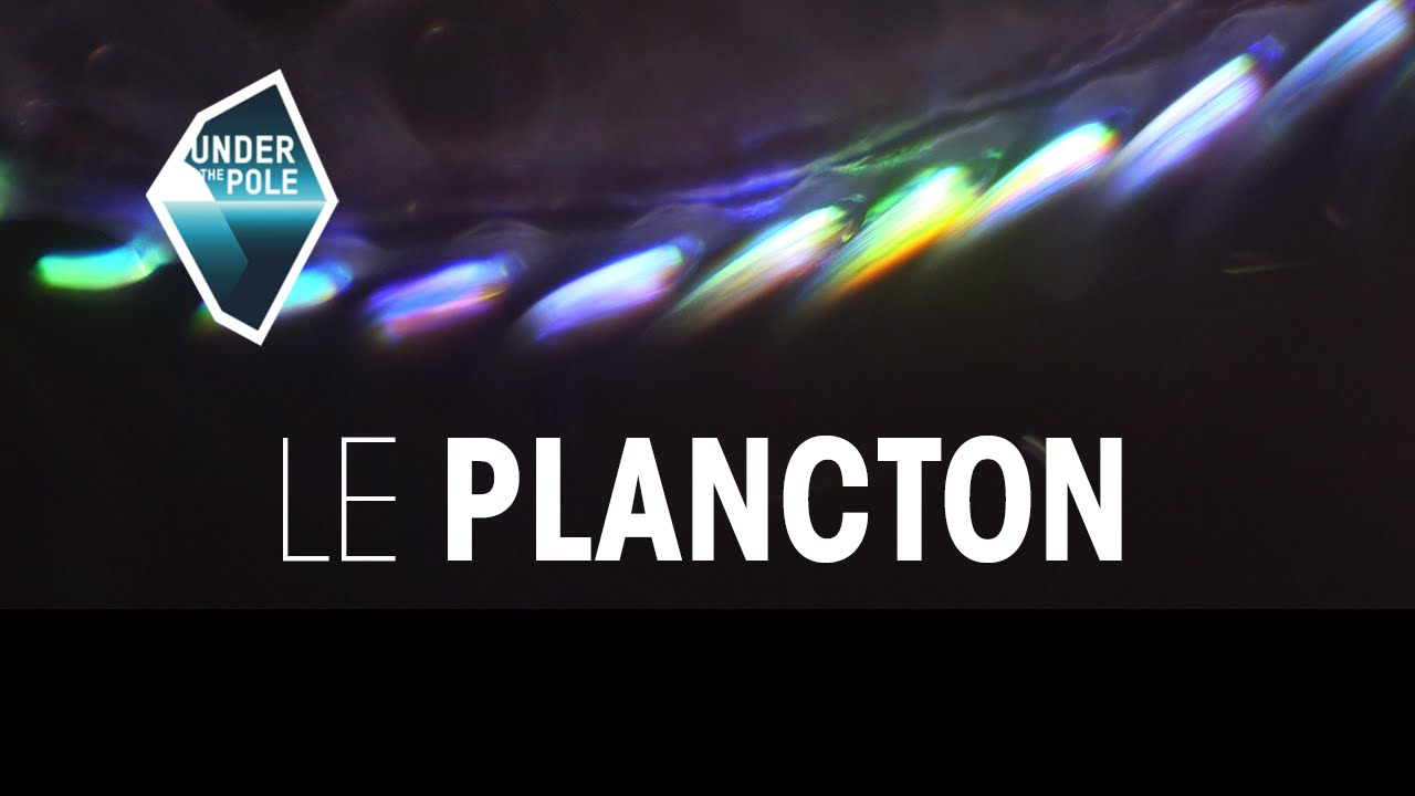 UNDER THE POLE Education • Le Plancton