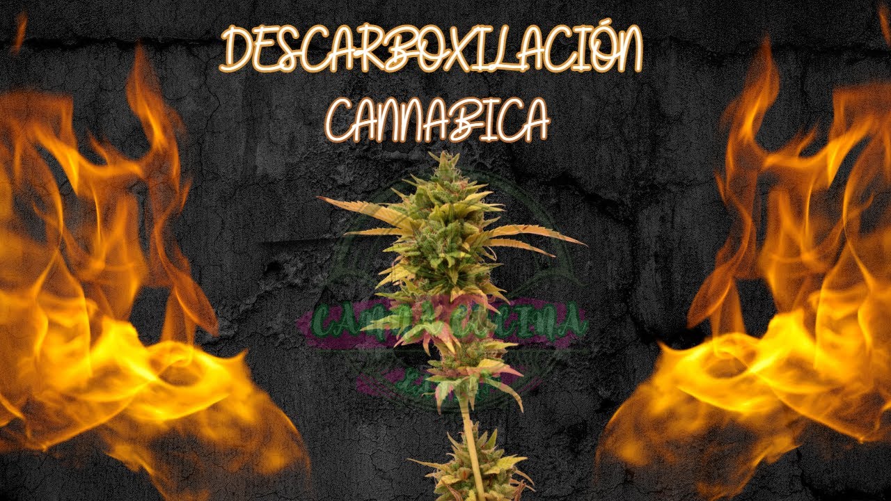 Descarboxilaci&oacute;n Cann&aacute;bica: Potencia tus Recetas con Cannabis al M&aacute;ximo