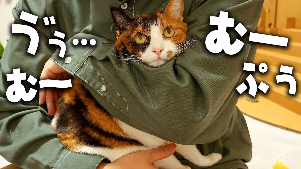 抱っこされると絶対に変な音が出てしまう三毛猫