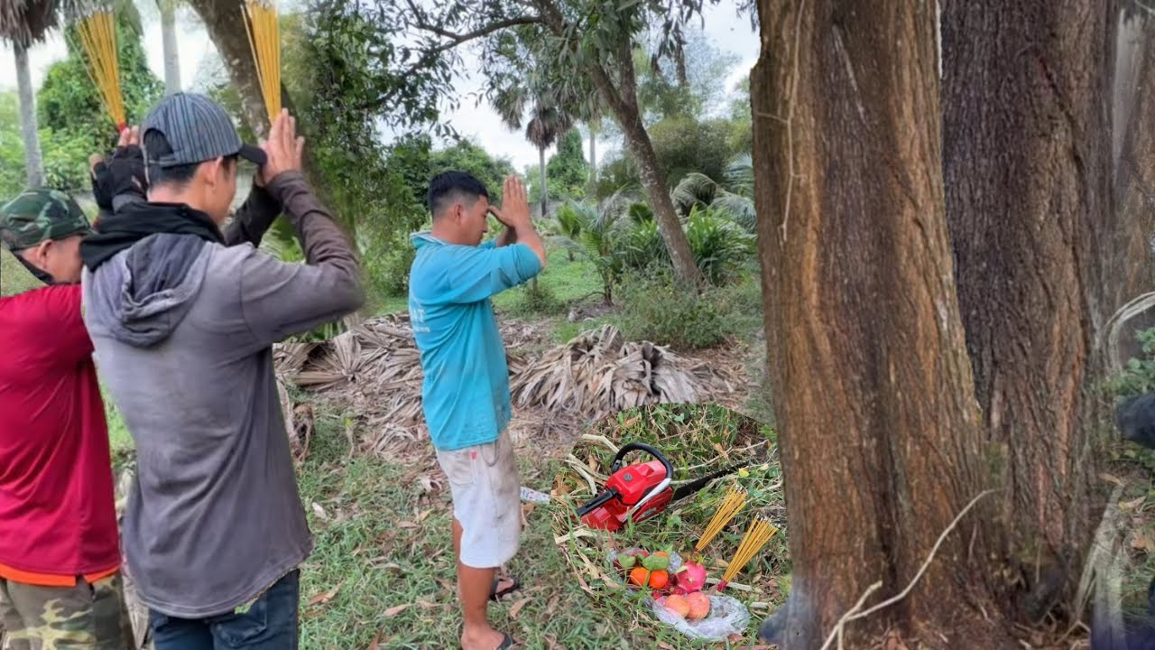 Cưa Cây Tràm Bông Vàng To Nhiều Kiến Vàng Thợ Ai Nấy Điều Sợ