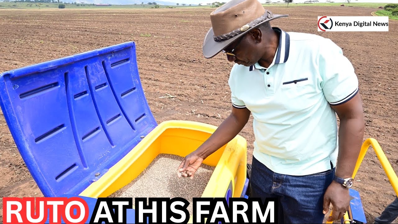 WOW! President Ruto shares Amazing Farming Skills at his Narok Farm!