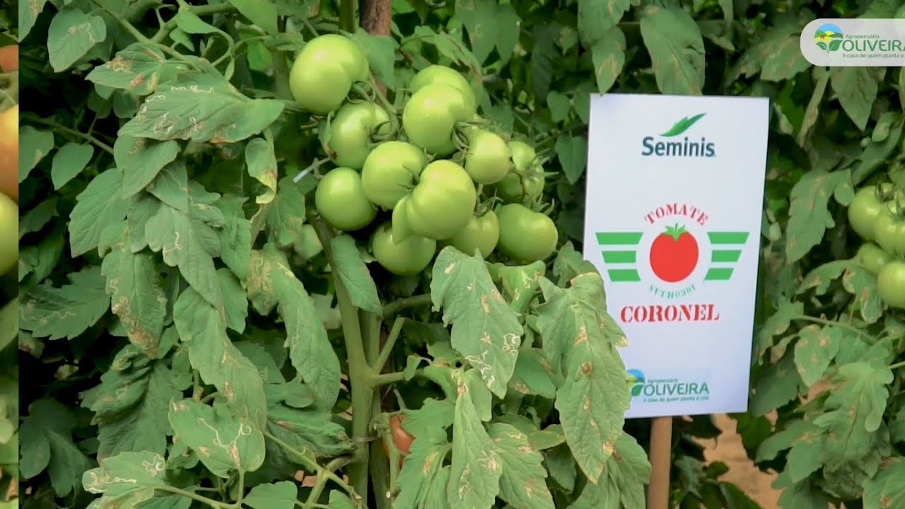 Dia de campo virtual - Tomate Coronel