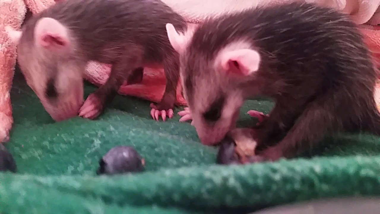 Baby Possum Meal Time