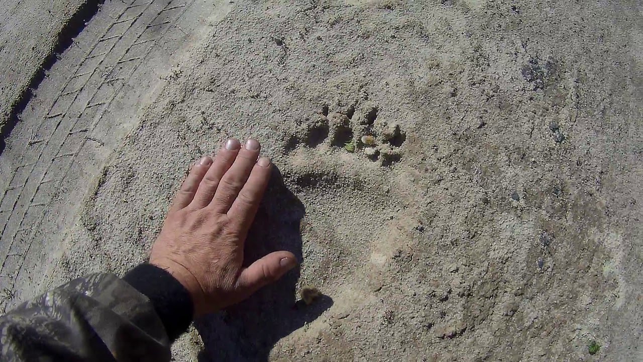 Поиск золота Британия  Minelab ctx 3030