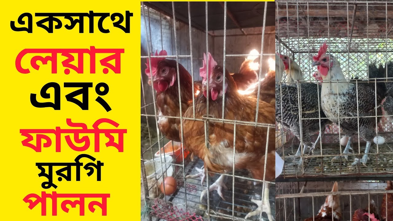 একসাথে লেয়ার এবং ফাওমি মুরগি পালন | ছোট খামার থেকে বেশি লাভ করার উপায় | Fawmi murgi | layermurgi