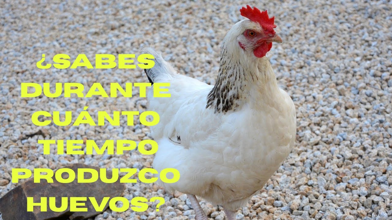 Todo sobre la vida de las GALLINAS: desde el NACIMIENTO hasta la MUERTE