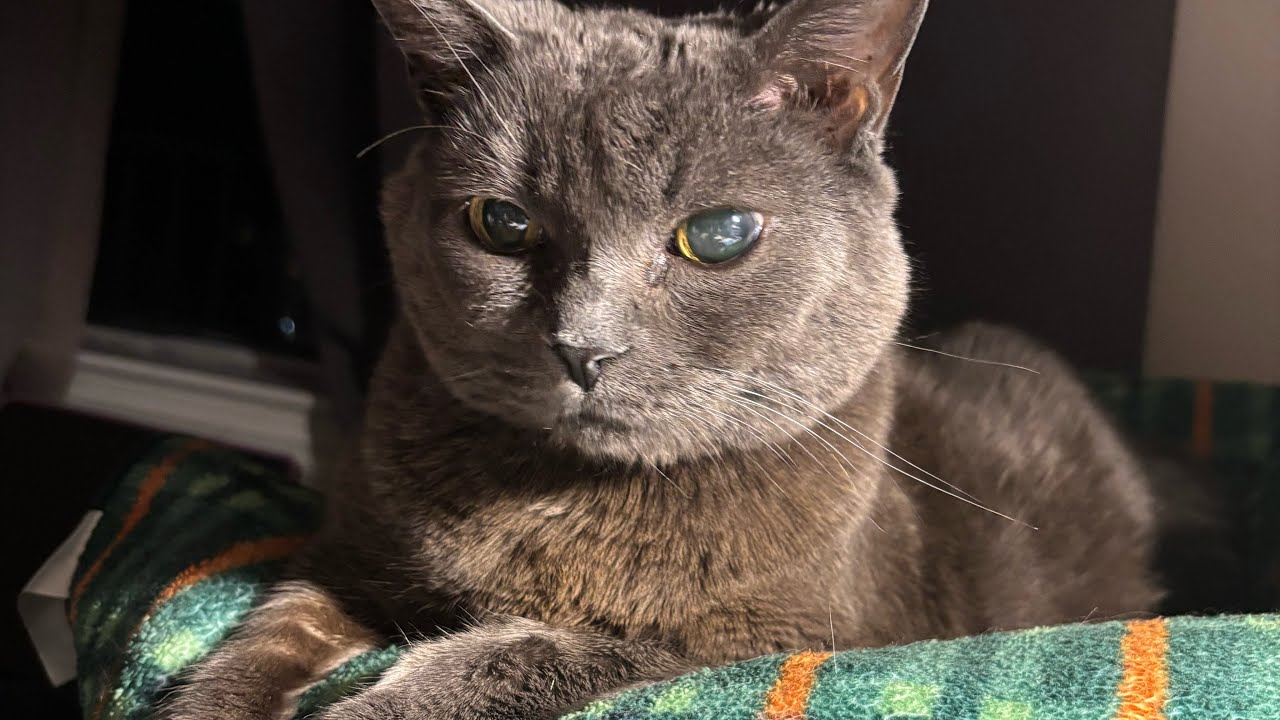 Meow Kitty 082925