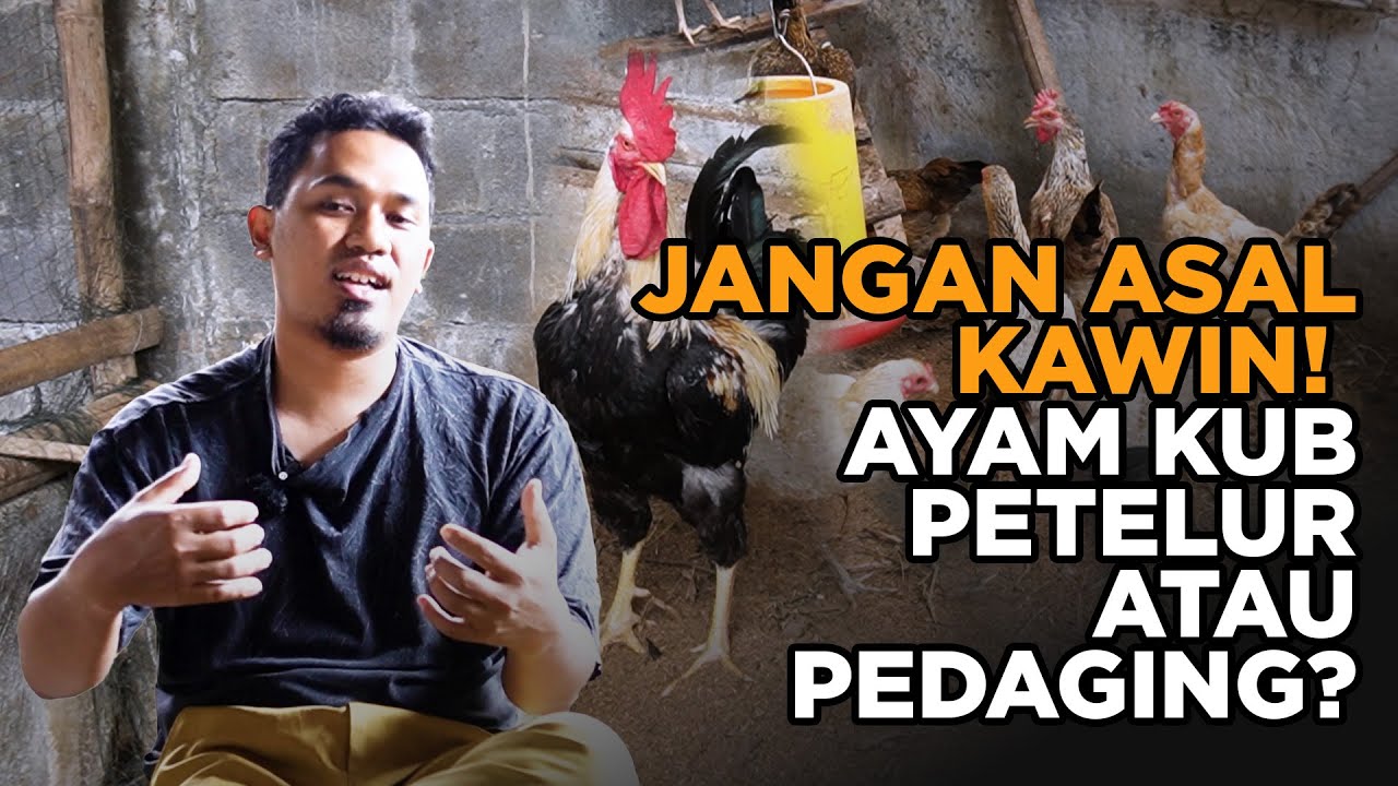 STOP Kawin Sesama KUB Yang ini! Ini Cara Benar Pilih Jalur PetelurPedaging
