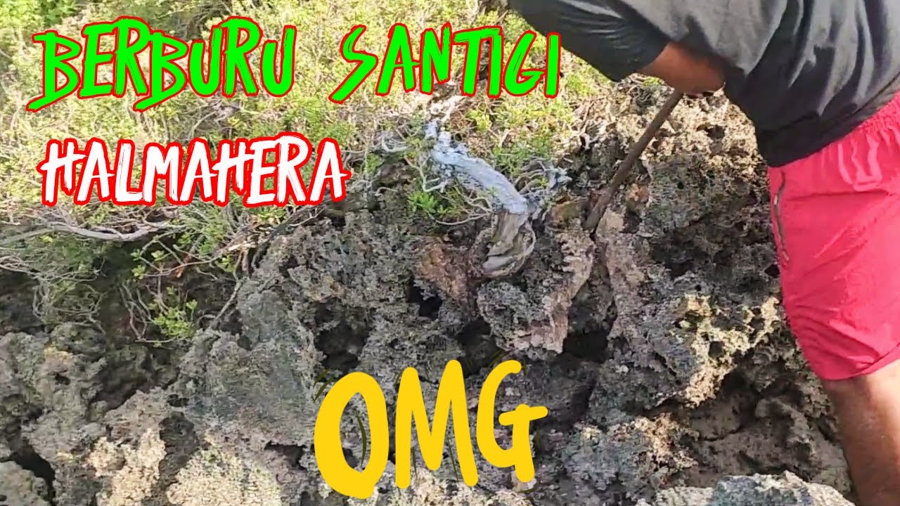 @sahang ribi, BERBURU SANTIGI HALMAHERA UTARA