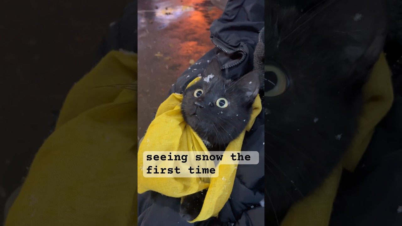 seeing snow for the first time. 
