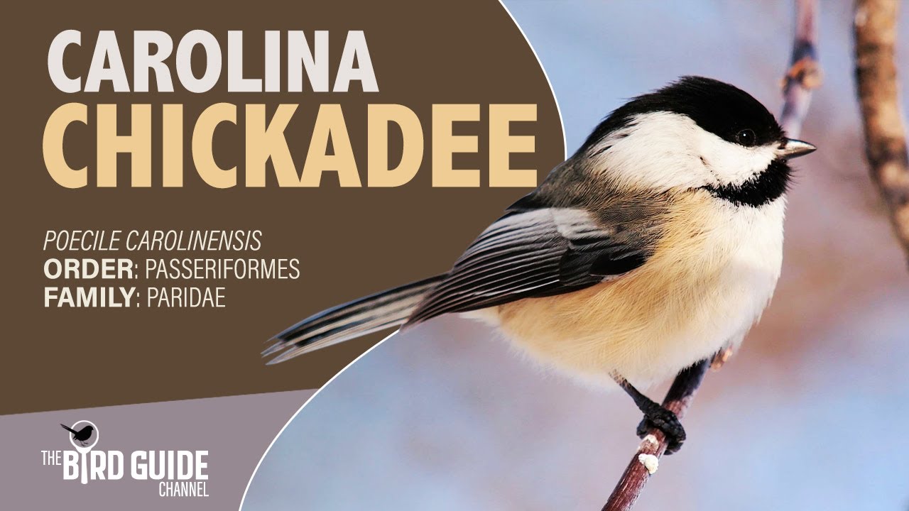 Carolina Chickadee | Forest Bird (The Bird Guide Channel)