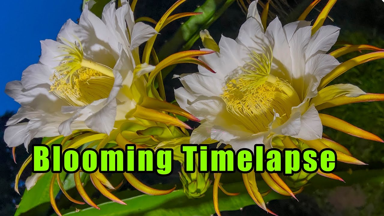 Dragon Fruit Flower Blooming Timelapse