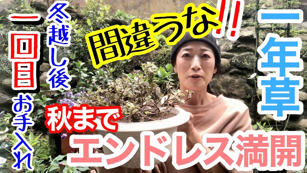 【冬越しした一年草】冬越し後一発目のお手入れが超重要☝️ペチュニア・カリブラコア・トレニア・ユーフォルビア他/ このお手入れやっておけばまた秋まで満開を堪能🌸/ 水挿し冬越しは要注意【ガーデニング】