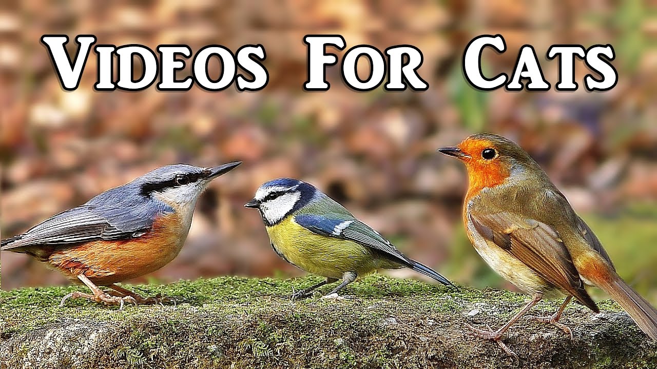Videos for Cats to Watch : Woodland Birds Spectacular