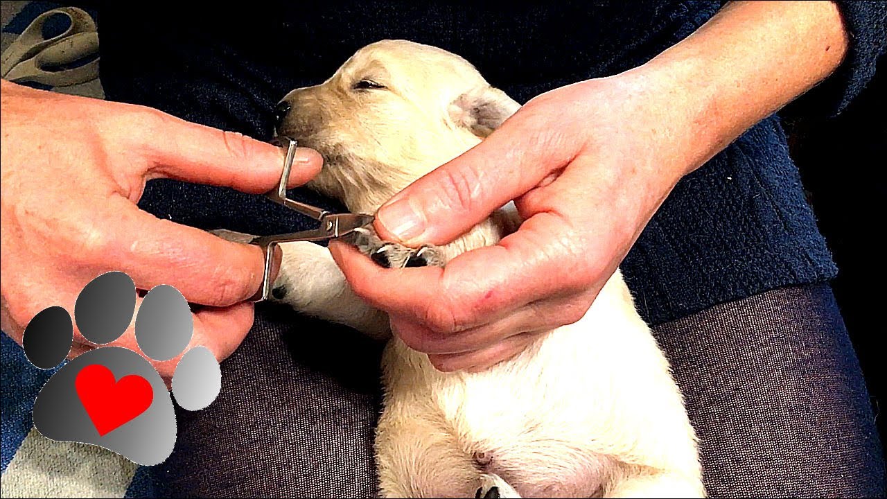 2 week old retriever puppies  A day at the Green Homestead