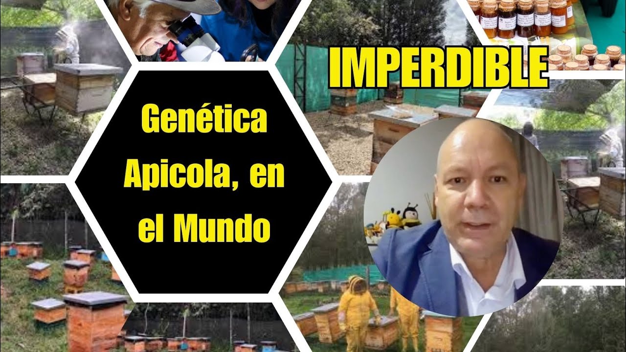 Genetica de Abejas en el Mundo ¿Que paso con las africanizacion? ¿Abejas Reina de huevos Infertiles?