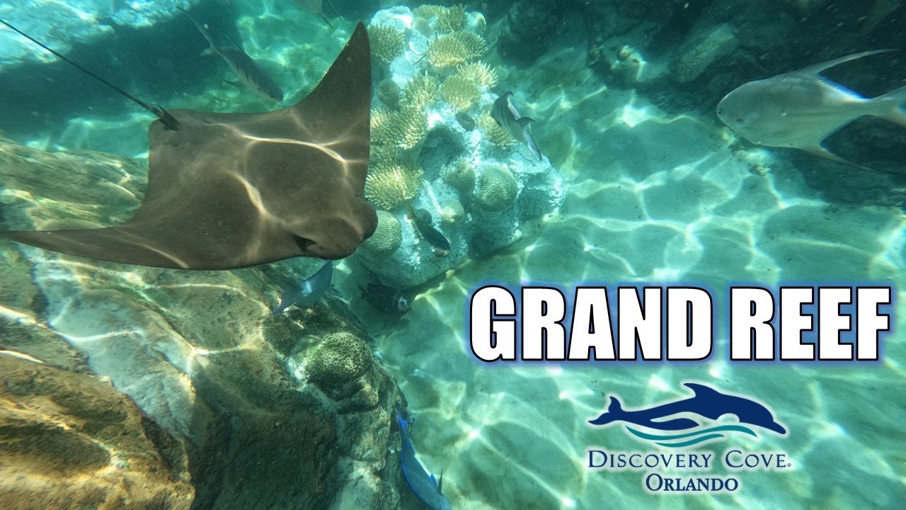 Grand Reef Footage, Discovery Cove Snorkeling Pool | Non-Copyright