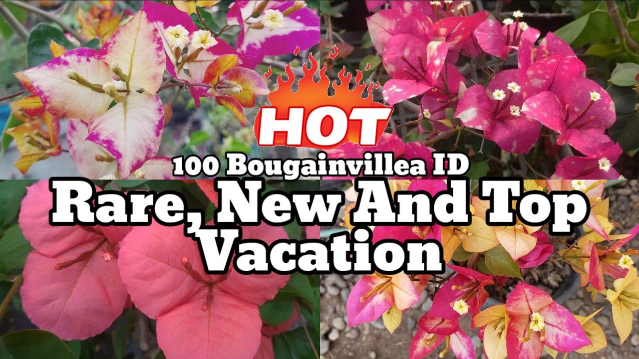 100 Rare ID Bougainvillea Varieties 2024 With Names And ID / Bougainvillea Plant