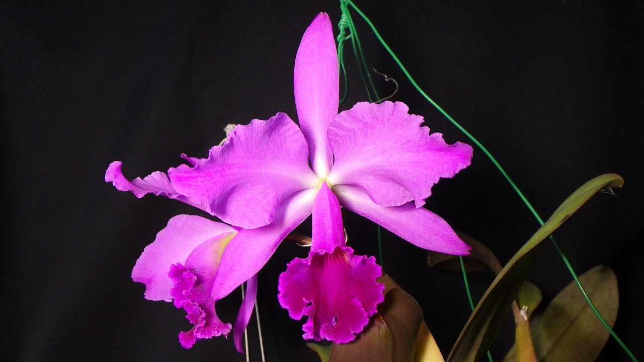 Time Lapse Blooming Cattleya labiata rubra