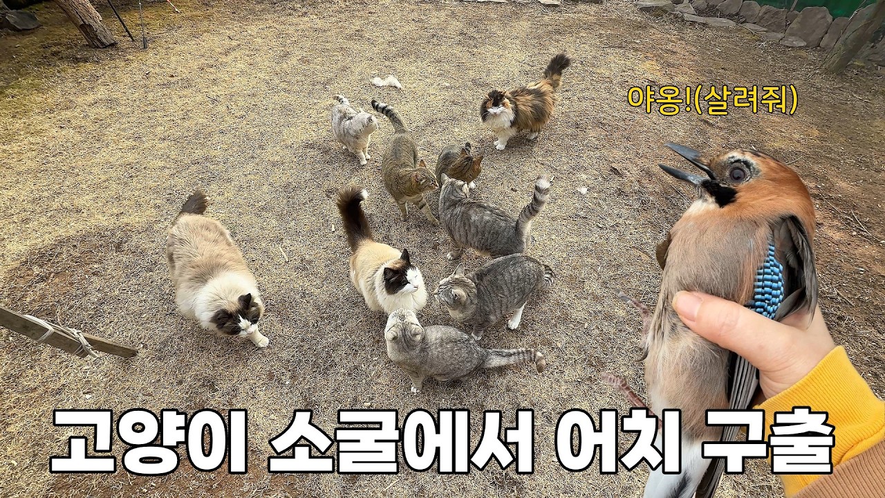 고양이 집에 들어온 뜻밖의 손님, 그리고 사라진 겨울이
