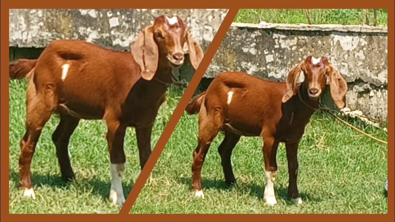 Ang pagdating ni Oreo the red doeling 🥰 + may sipon si billy 😔 | Happy Shepherd