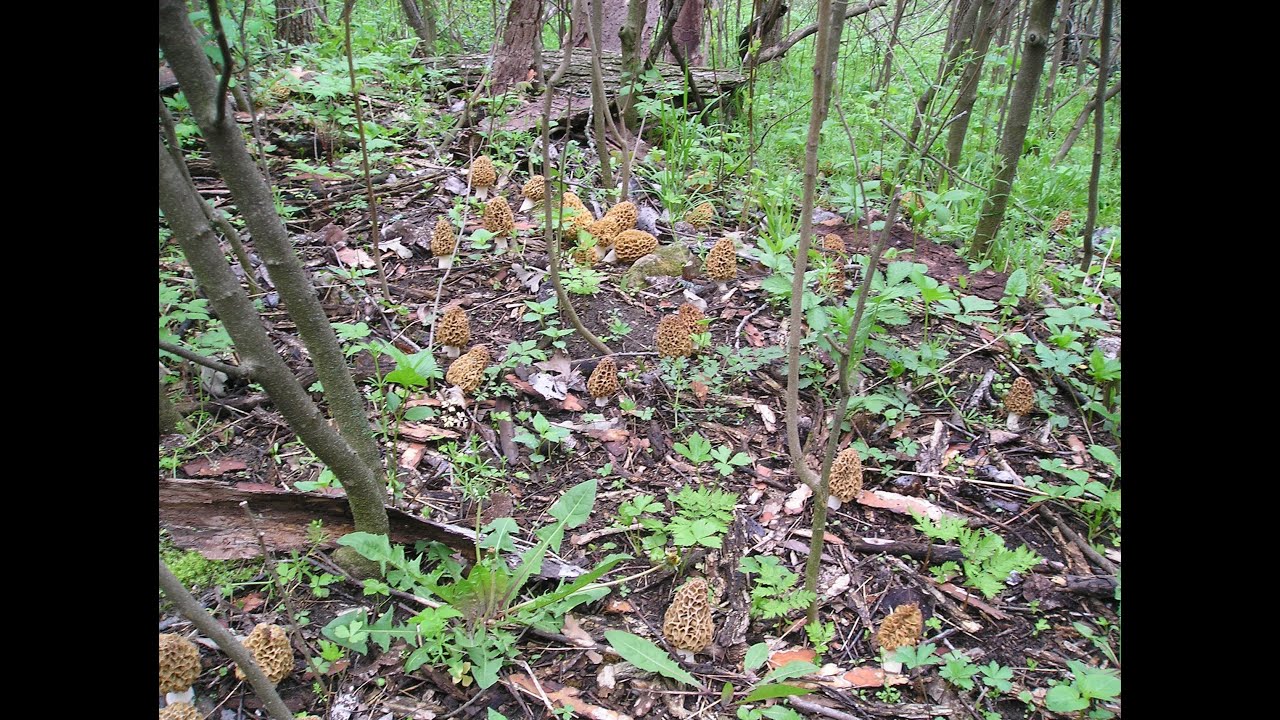 Morel Mushrooms - 22 lbs Mother Lode under a Dead Elm
