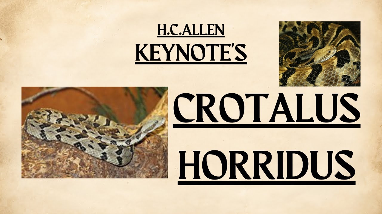 CROTALUS HORRIDUS |Homeopathic Materia Medica |By 
