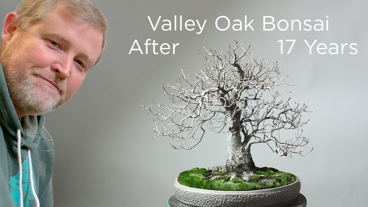 Bonsaify | Making a Valley Oak Bonsai from an Acorn