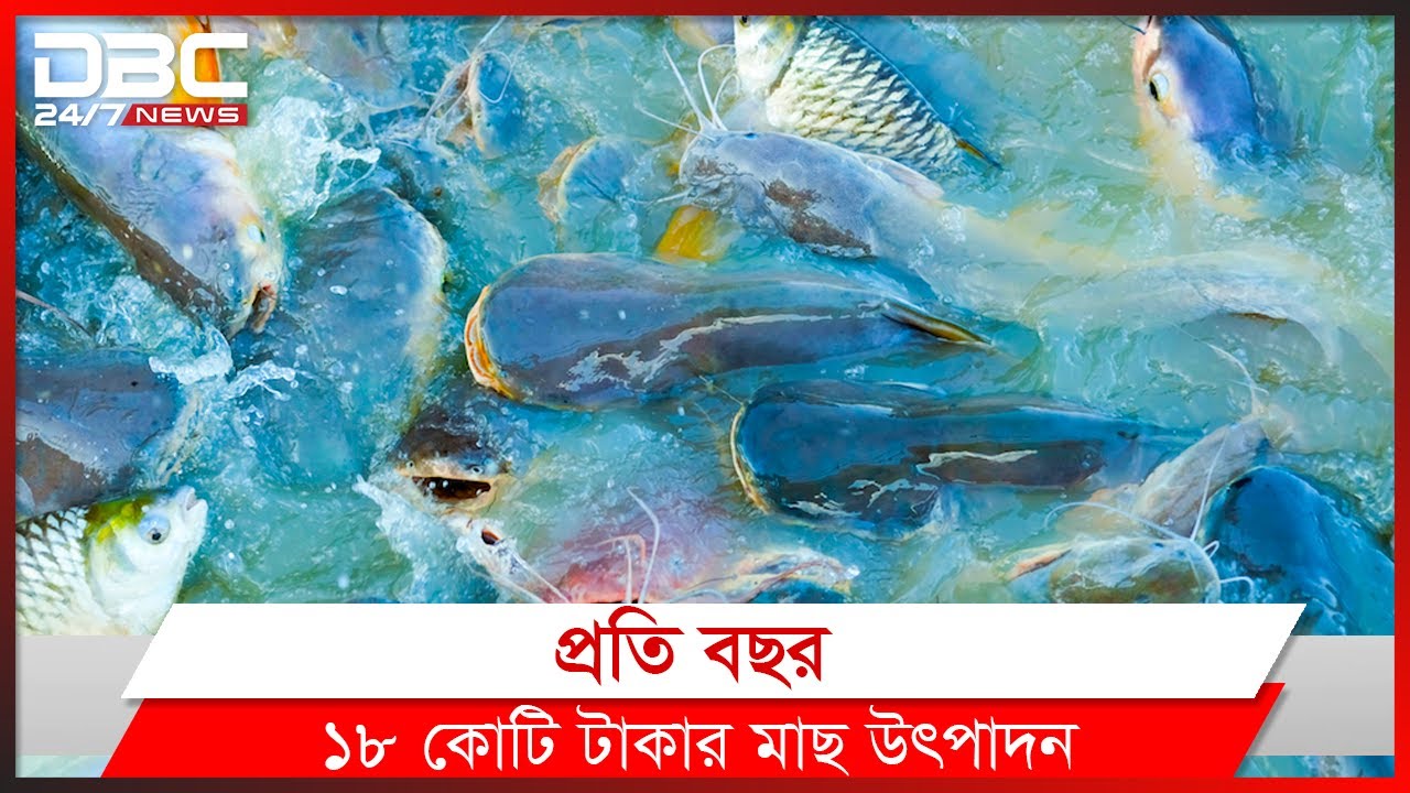 নদীর পরিবেশে মাছ চাষ হচ্ছে পুকুরে! | DBC News Special