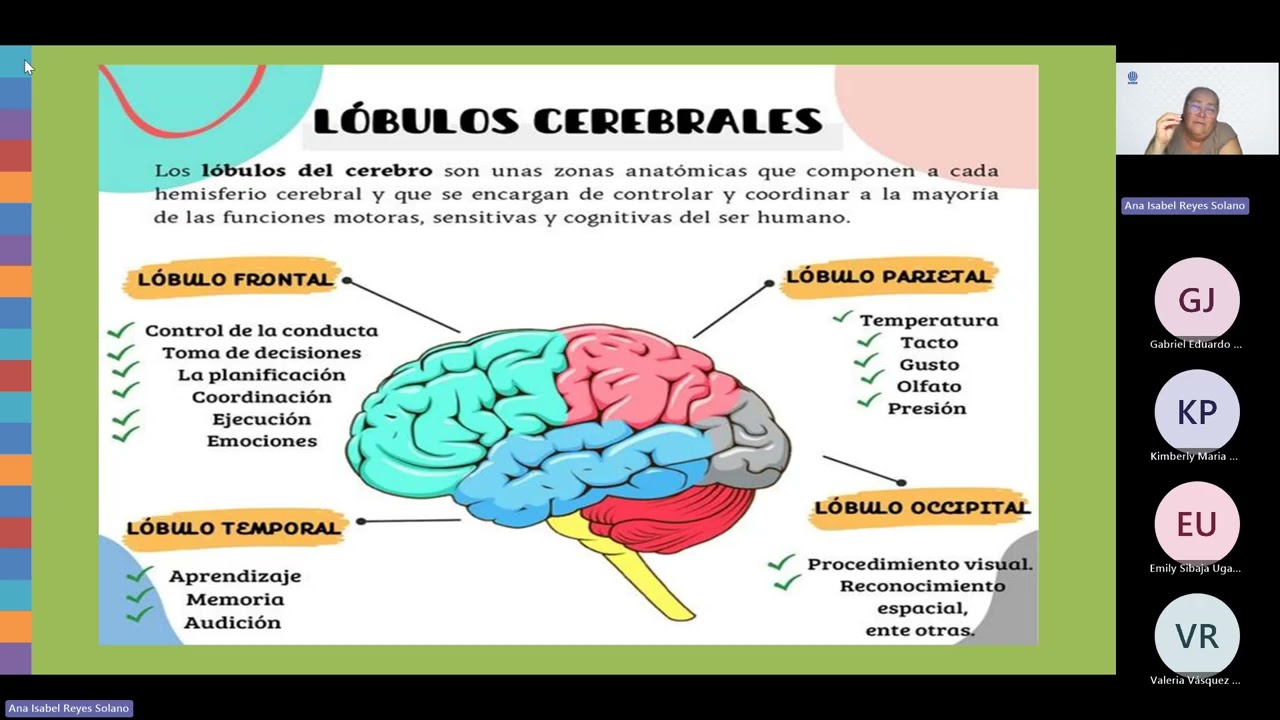 Tutoría #1 05538 Neuroeducación y el Aprendizaje.  Prof. Ana Isabel Reyes. 18-2-2026