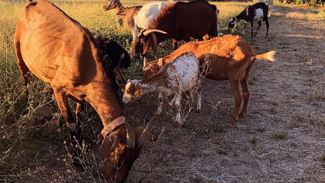 Goat Farming: Mga Bagay Na Dapat Ihanda sa Rainy Season