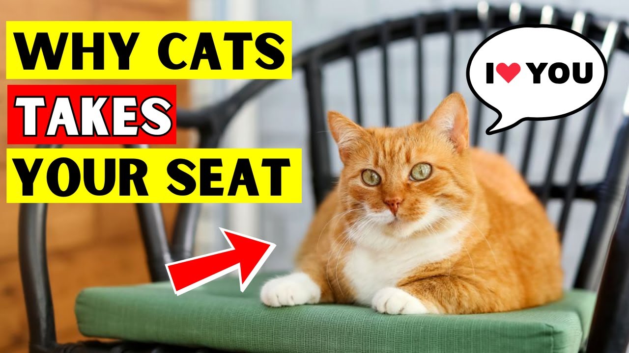 If Cat Takes Your Seat, They are Telling You This!
