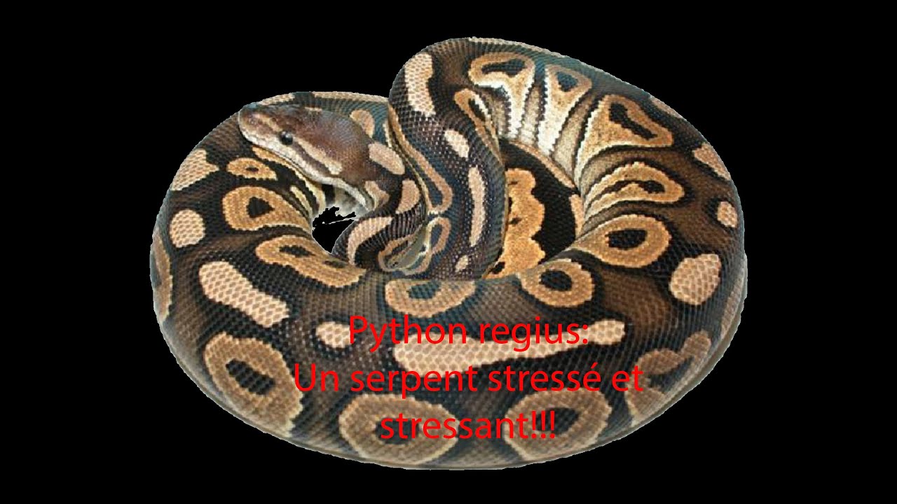 Le Python regius : Un serpent stressé et stressant !!