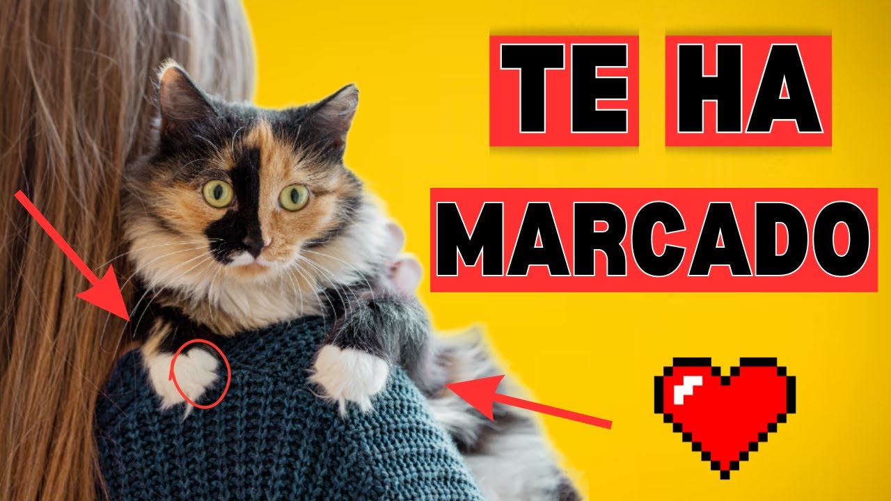 ¿TU GATO TE CONSIDERA SU MADRE?