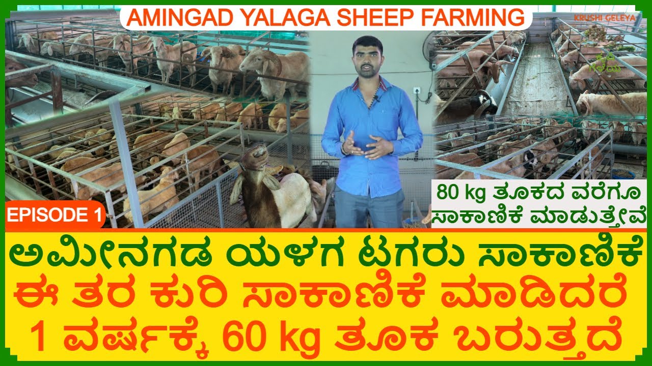 ಈ ತರ ಕುರಿ ಸಾಕಾಣಿಕೆ ಮಾಡಿದರೆ 1 ವರ್ಷಕ್ಕೆ 60 kg ತೂಕ ಬರುತ್ತದೆ | ಅಮೀನಗಡ ಯಳಗ ಟಗರು | Amingada Sheep Farming