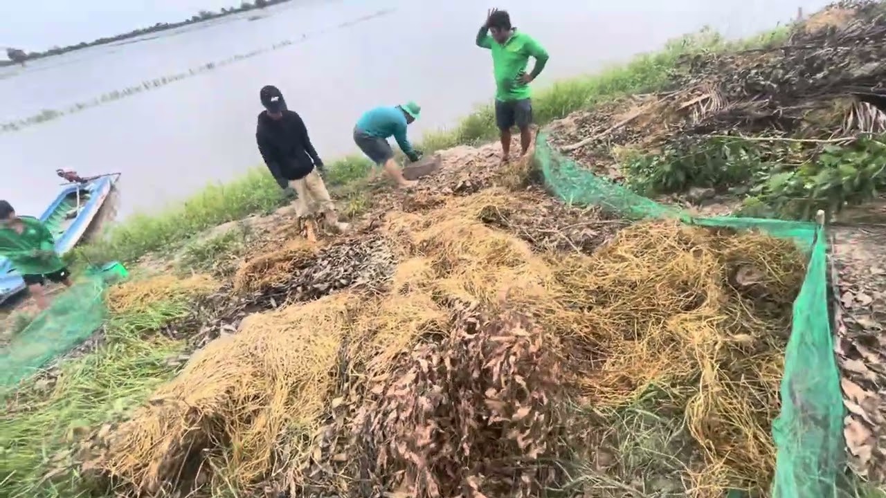 Chà chuột mùa nước lũ
