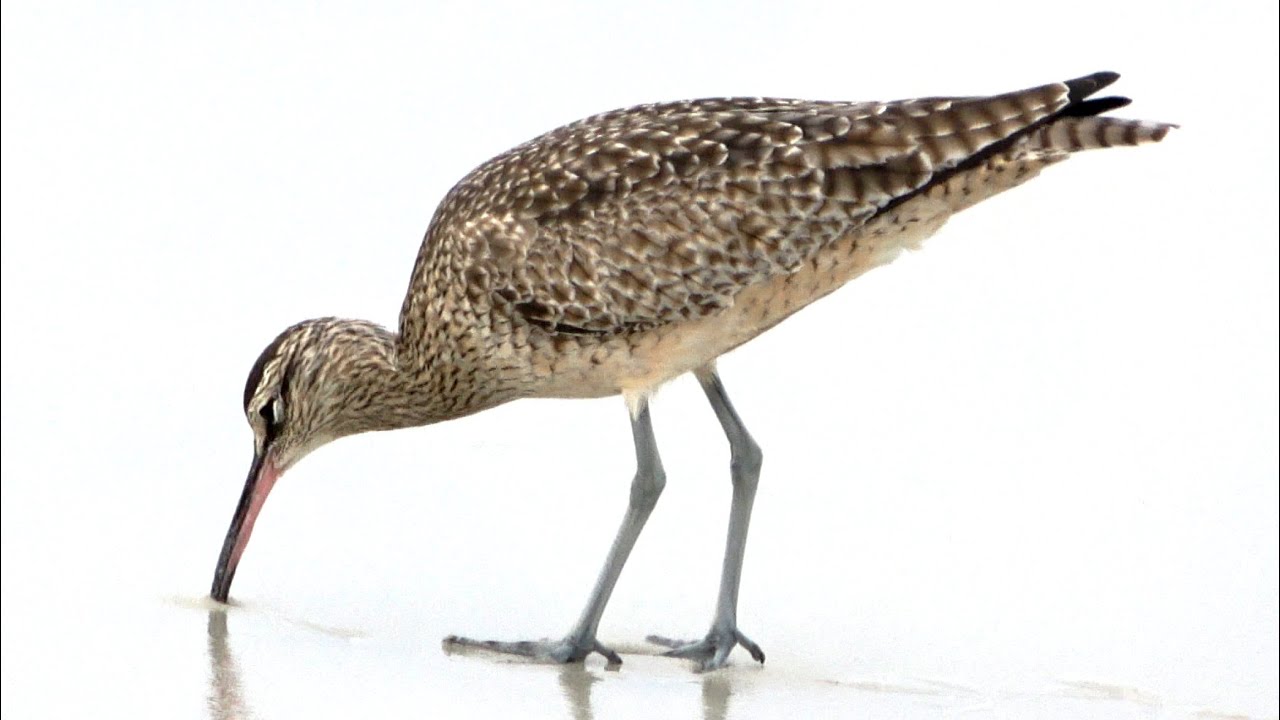 Stitching technique of Whimbrels
